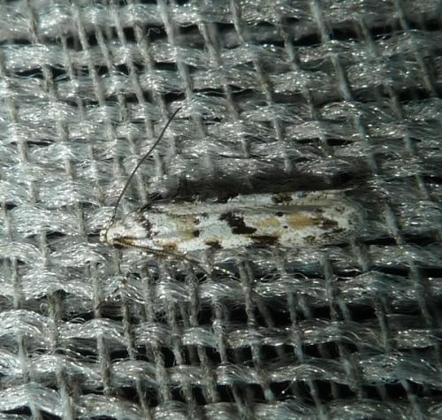 Réf. 227 037 : Stenolechiodes pseudogemmellus